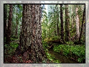 Las, Drzewa, Sekwoje, Paprocie, Park stanowy, Prairie Creek Redwood State Park, Kalifornia, Stany Zjednoczone