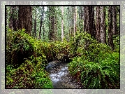Las, Drzewa, Sekwoje, Paprocie, Park stanowy, Rzeka, Prairie Creek Redwood State Park, Kalifornia, Stany Zjednoczone