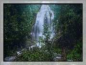 Las, Drzewa, Deszcz, Wodospad, Fairy Falls, Oregon, Stany Zjednoczone