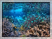 Morze, Rafa koralowa, Koralowce, Ryby