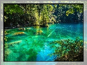 Szwajcaria, Kanton Berno, Jezioro Blausee, Drzewa