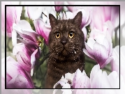 Kot, Kwiaty, Magnolie