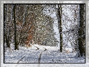 Zima, Las, Śnieg, Drzewa, Ośnieżona, Droga