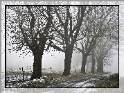 Zima, Droga, Drzewa, Mgła, Pole