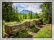 Kanada, Alberta, Lasy, Drzewa, Góra, Mount Rundle, Park Narodowy Banff