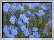 Len, Niebieskie, Kwiaty