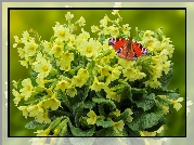 Żółte, Kwiaty, Pierwiosnki, Motyl, Rusałka pawik