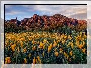 Góry, Łąka, Kwiaty, Maczki kalifornijskie, Pozłotki, Drzewa, Kaktusy, Chmury, Picacho Peak State Park, Arizona, Stany Zjednoczone