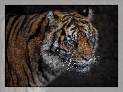 Tygrys sumatrzański, Głowa
