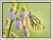 Motyl, Bielinek bytomkowiec, Zbliżenie, Gałązka, Liliowe, Kwiaty