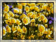 Żółto-białe, Kwiaty