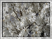 Magnolia, Białe, Kwiaty, Rozkwitnięte