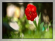 Kwiat, Tulipan, Czerwony, Trawa, Rozmycie