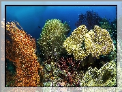Kolorowe, Koralowce, Zbliżenie