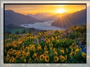 Stany Zjednoczone, Waszyngton, Rzeka, Columbia River Gorge, Góry, Promienie słońca, Kwiaty, Łubin, Balsamorhiza