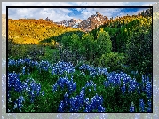 Stany Zjednoczone, Kolorado, Góry, San Juan Mountains, Mount Sneffels, Drzewa, Łąka, Łubin