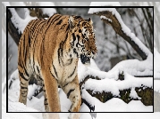 Tygrys, Zima, Śnieg, Drzewa