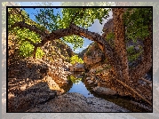 Skały, Wąwóz, Rzeka, Poland Creek, Drzewo, Prescott National Forest, Arizona, Stany Zjednoczone