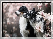 Psy, Border collie, Owczarek australijski, Kwiaty, Magnolie