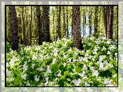 Las, Manistee National Forest, Drzewa, Białe, Kwiaty, Trójlisty wielkokwiatowe, Michigan, Stany Zjednoczone