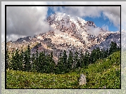 Park Narodowy Mount Rainier, Góra, Szczyt, Mount Rainier, Stan Waszyngton, Stany Zjednoczone, Drzewa