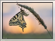 Motyl, Paź królowej, Trawa, Źdźbło