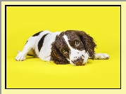 Leżący, Szczeniak, Springer spaniel walijski