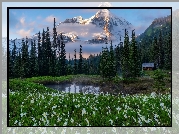 Kwiaty, Lilie lawinowe, Staw, Góry, Drzewa, Park Narodowy Mount Rainier, Stan Waszyngton, Stany Zjednoczone