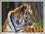 Tygrys, Głowa, Profil, Zbliżenie