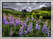 Park Narodowy Mount Rainier, Góry, Tatoosh Range, Łąka, Łubin, Stan Waszyngton, Stany Zjednoczone