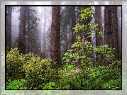 Stany Zjednoczone, Kalifornia, Park Narodowy Redwood, Drzewa, Sekwoje, Różanecznik, Krzewy, Mgła
