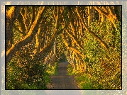 Droga, Aleja, Dark Hedges, Drzewa, Buki, Hrabstwo Antrim, Irlandia Północna