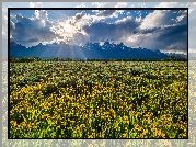 Kwiaty, Łąka, Góry, Chmury, Promienie słońca, Park Narodowy Grand Teton, Wyoming, Stany Zjednoczone