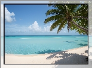 Morze, Plaża, Palma, Malediwy