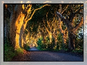 Aleja bukowa, Droga, Dark Hedges, Drzewa, Buki, Słoneczne światło, Hrabstwo Antrim, Irlandia Północna