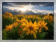 Stany Zjednoczone, Stan Wyoming, Park Narodowy Grand Teton, Góry, Łąka, Kwiaty, Balsamorhiza, Chmury
