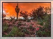 Stany Zjednoczone, Arizona, Tucson, Pustynia, Sonoran Desert, Zachód słońca, Kaktusy, Krzewy