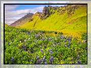 Łubin, Kwiaty, Trawa, Łąka, Góry, Vik i Myrdal, Gmina Myrdalshreppur, Islandia