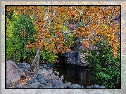 Jesień, Drzewa, Jawor, Kamienie, Rzeka, Grasshopper Point, Sedona, Stan Arizona, Stany Zjednoczone