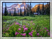 Stany Zjednoczone, Waszyngton, Park Narodowy Mount Rainier, Góry, Łąka, Domek, Drzewa, Kwiaty