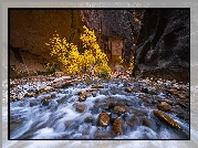 Park Narodowy Zion, Kanion Zion Narrows, Skały, Kamienie, Rzeka, Virgin River, Drzewa, Utah, Stany Zjednoczone