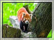 Czerwona panda, Pandka ruda, Drzewo