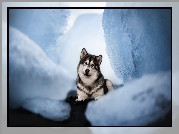 Pies, Alaskan malamute, Spojrzenie