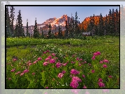 Park Narodowy Mount Rainier, Góry, Tatoosh Range, Łąka, Kwiaty, Tawuła, Drzewa, Stan Waszyngton, Stany Zjednoczone