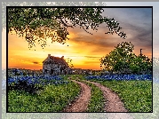 Droga, Dom, Bluebonnet House Marble, Drzewa, Kwiaty, Trawa, Zachód słońca, Chmury, Teksas, Stany Zjednoczone
