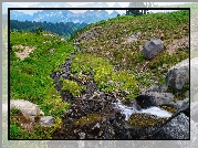 Potok, Kamienie, Skały, Góry, Trawa, Kwiaty, Park Narodowy Mount Rainier, Stan Waszyngton, Stany Zjednoczone