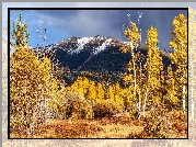 Jesień, Góra Humphreysa, Pożółkłe, Drzewa, Trawy, Stan Kalifornia, Stany Zjednoczone