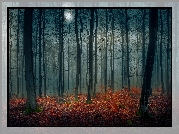 Jesień, Las, Drzewa, Księżyc, Noc, Opadłe liście