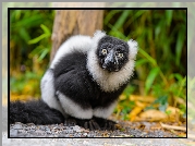 Lemur, Spojrzenie