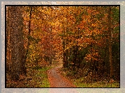 Jesień, Las, Drzewa, Ścieżka, Liście